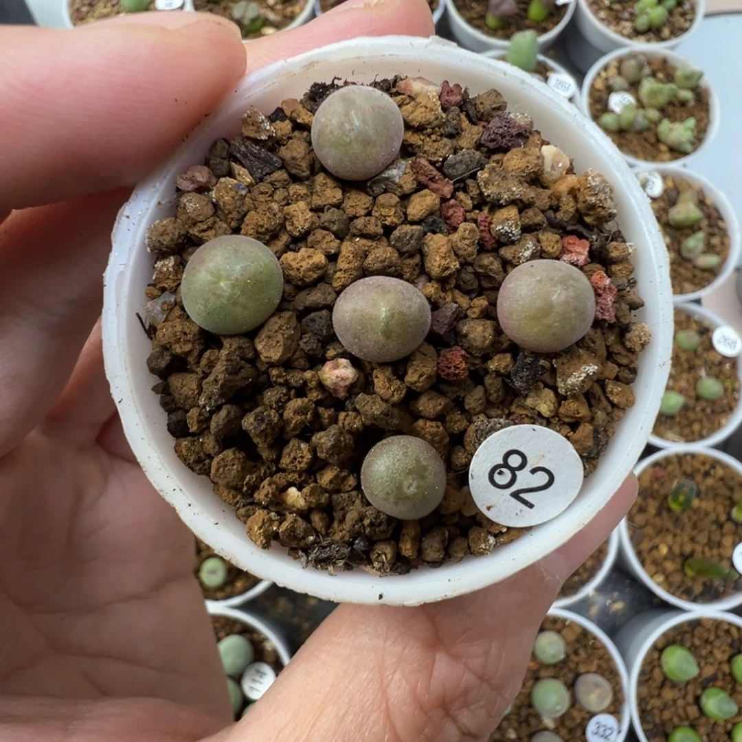 空蝉一颗脱土820000