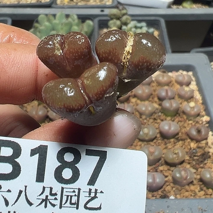 187号特价风铃多肉植物