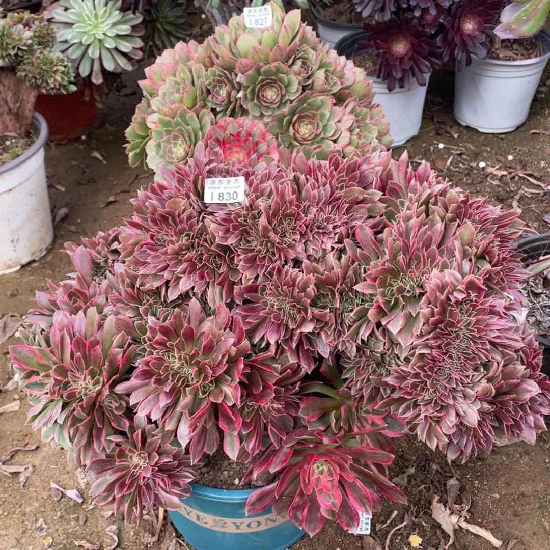 830女神多肉法师断枝不包