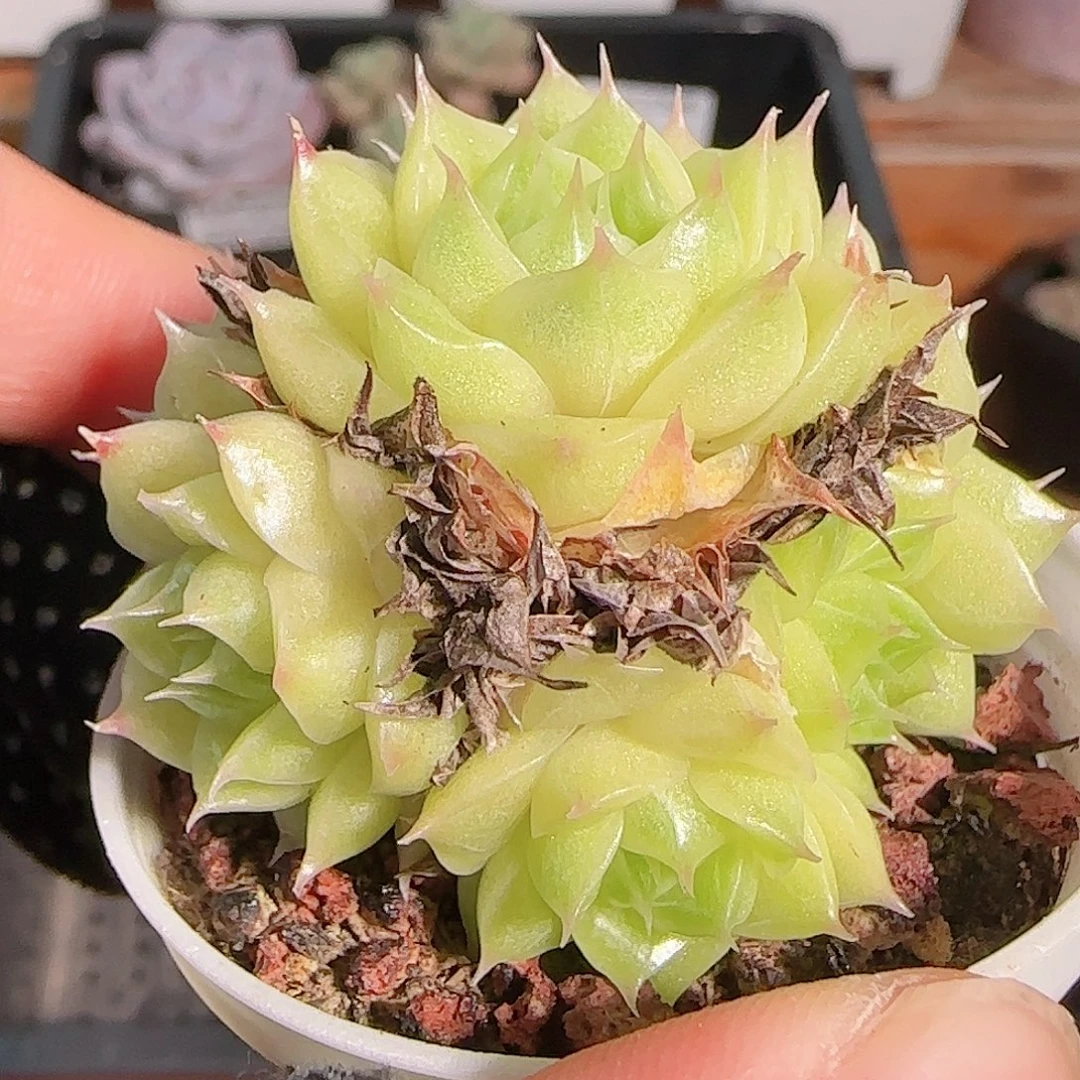 多肉1102--177麦秆群