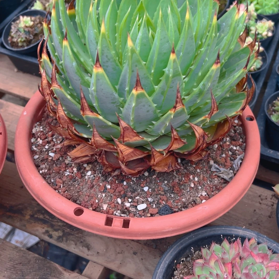 馄***饨煎饼多肉旋转芦荟一个