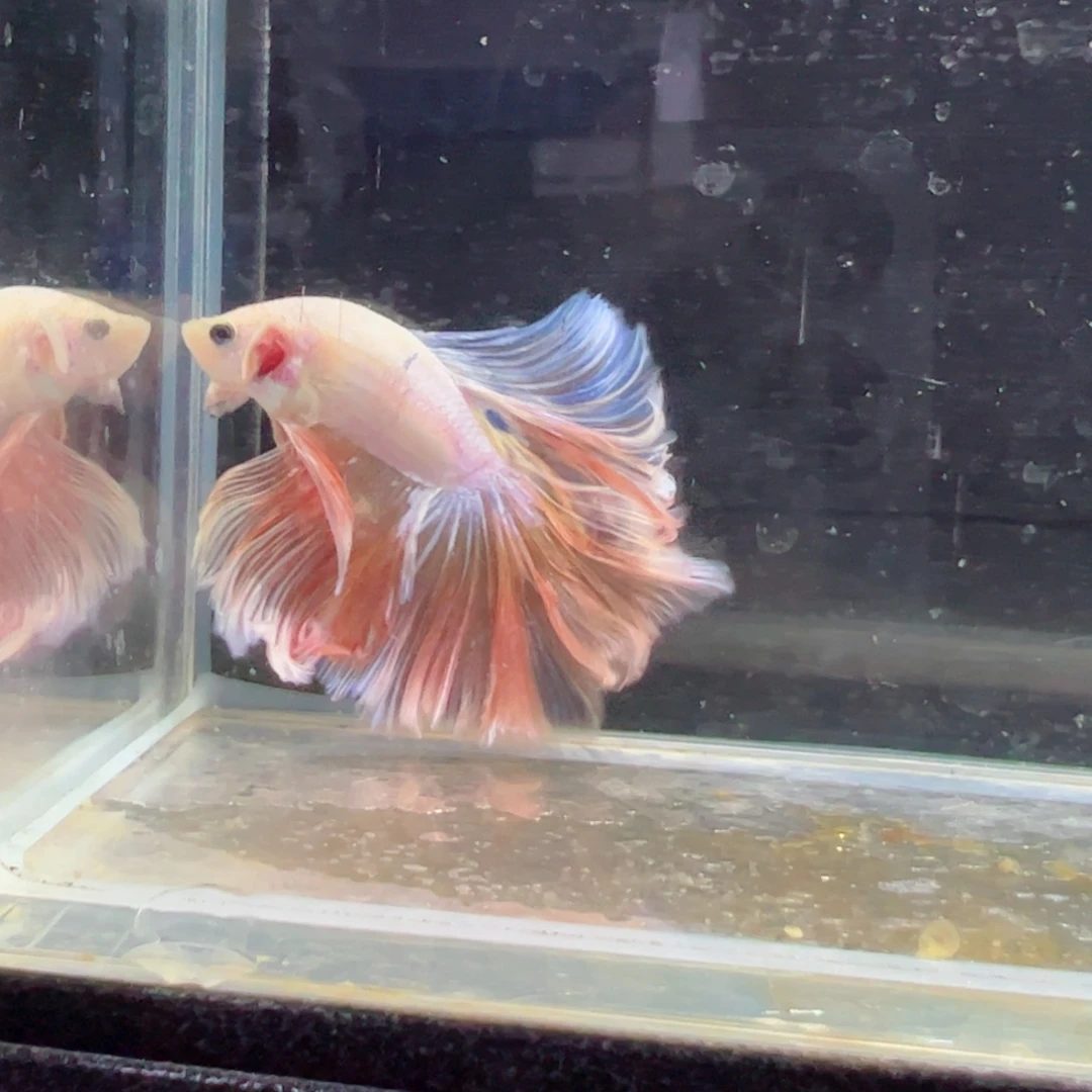 斗鱼浅色特殊尾hhhh