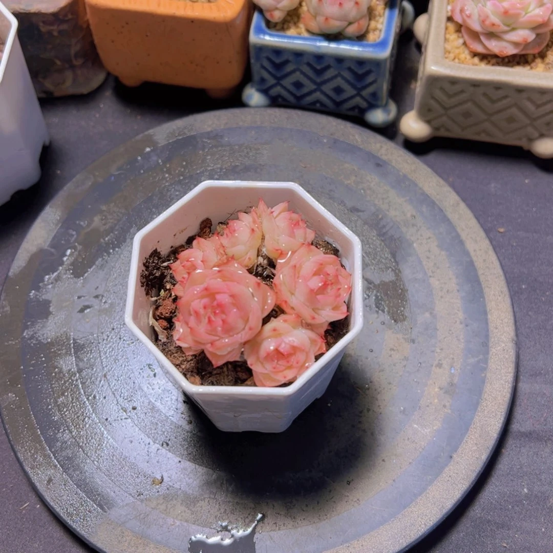 象*新品，多肉植物