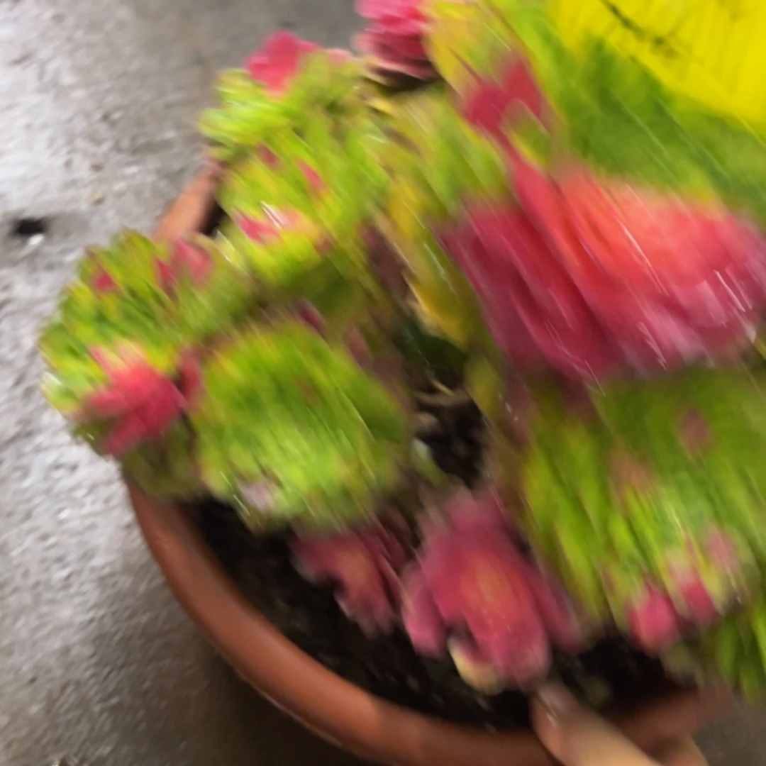 哈哈多肉葡萄福利841