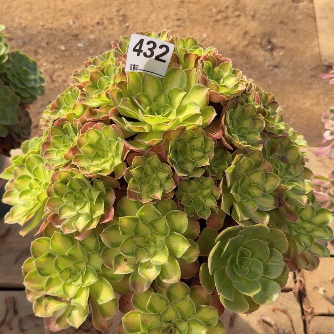 432韶华多肉植物