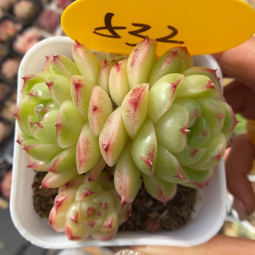 菠萝蜜麦秆群生532号