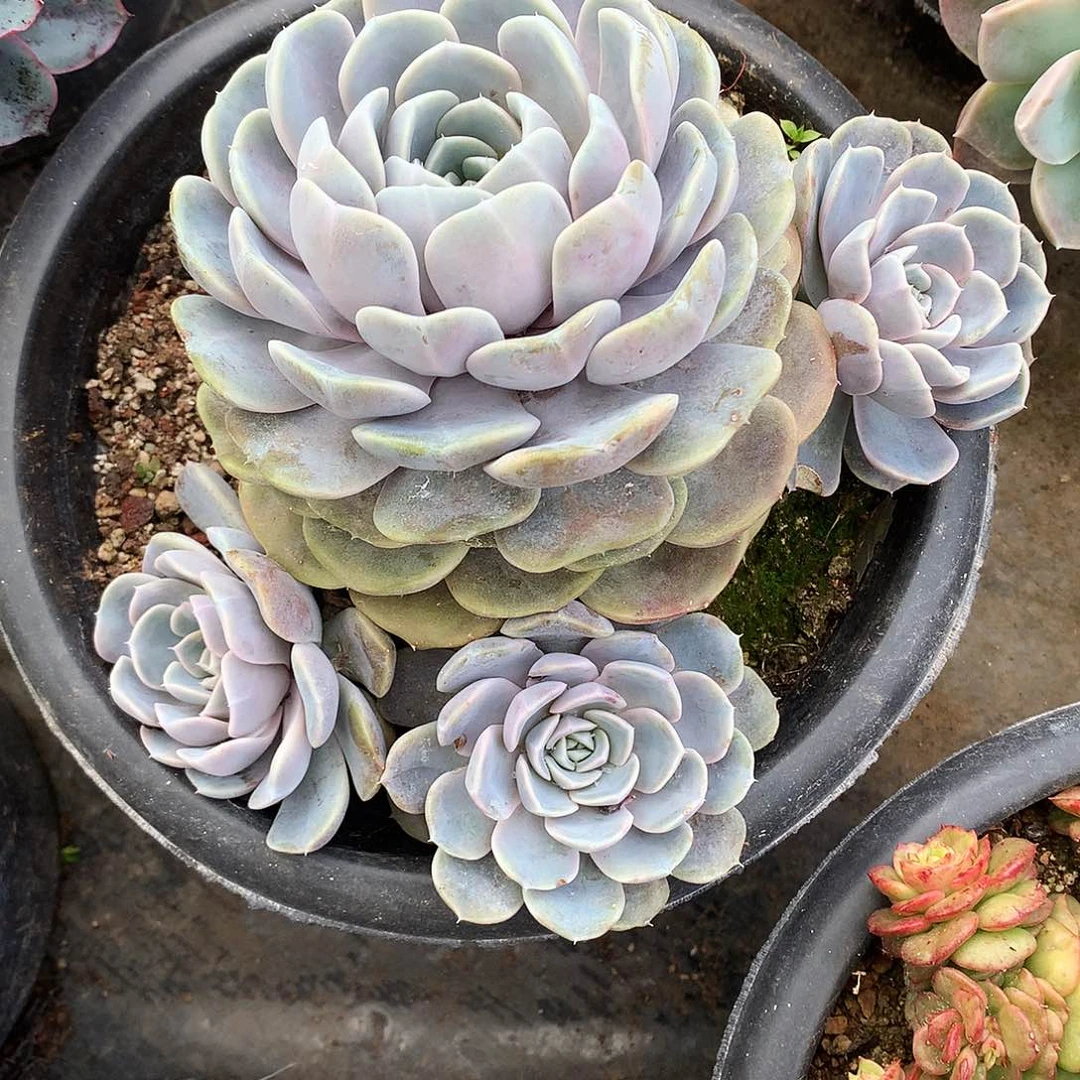 汉堡一物一拍22.20