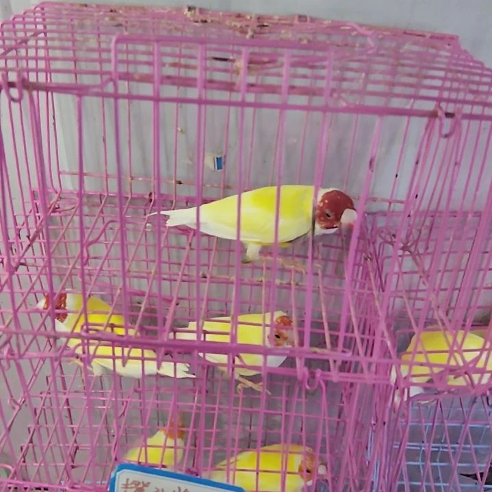 丁***）文鸟红头紫胸公一只包活到家