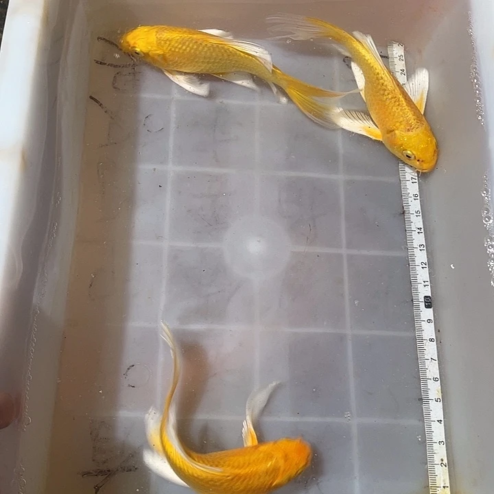 蝴蝶鲤鱼渔场直发111