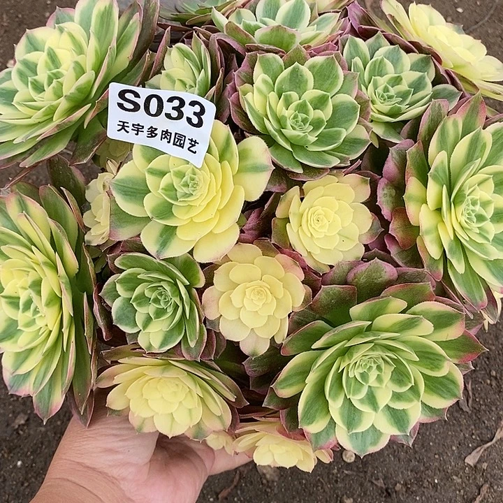 多肉植物海仙033多肉