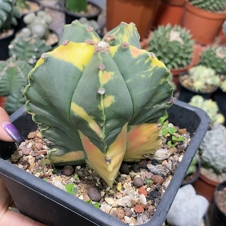 花花草草花花草草