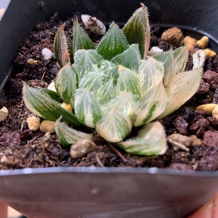白泽毛玉露锦dai er nv t
