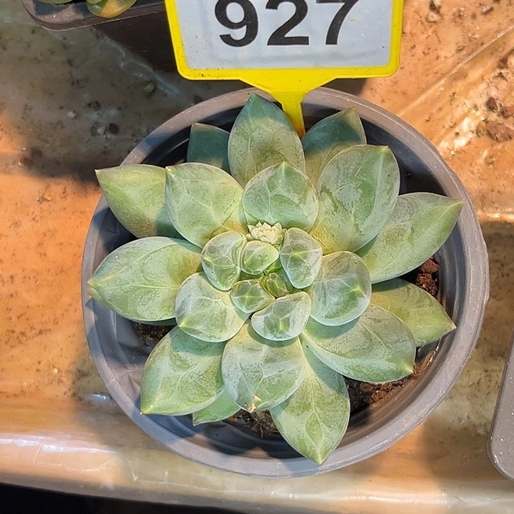 多肉植物彩胖体哥特927