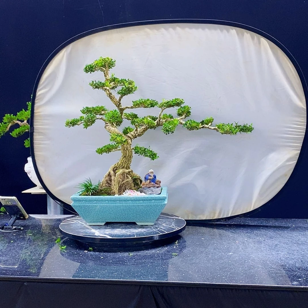 无花朵黄杨盆景造型