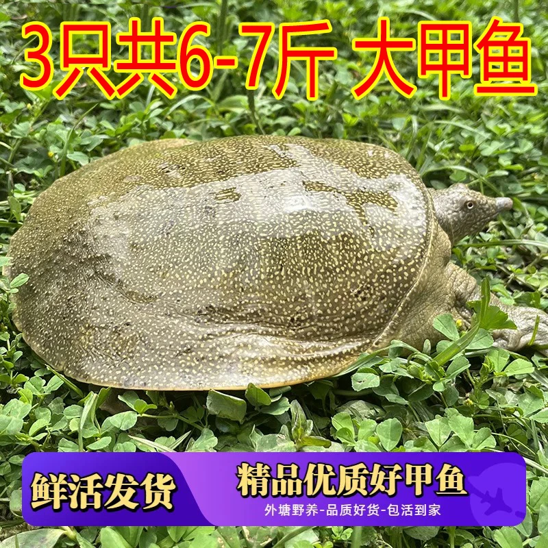 鲜活发3只共6-7斤 鲜活甲鱼外塘生猛中华鳖青背水鱼滋补生态到家