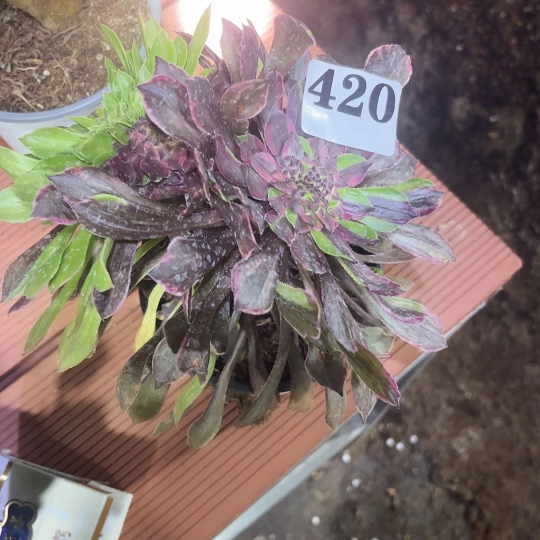 妞*粉黛多肉植物420