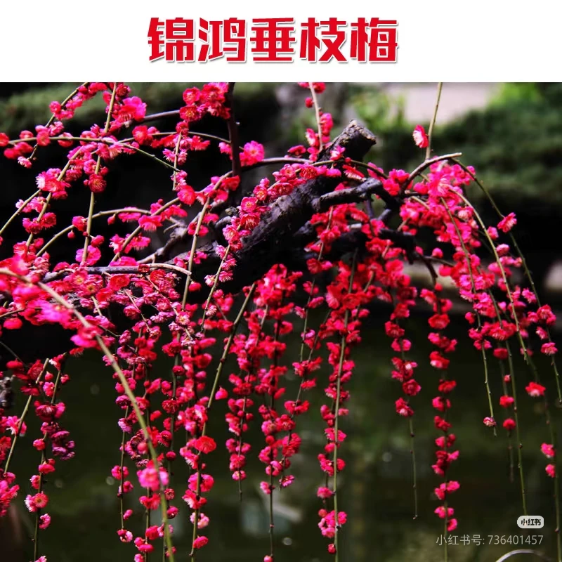 垂枝梅精品梅花盆栽地栽
