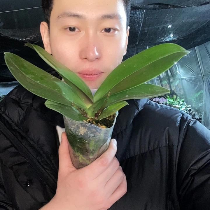 无花朵第一名蝴蝶兰