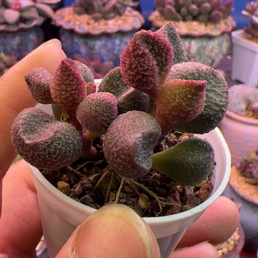 水蜜桃啦啦啦啦啦啦啦啦