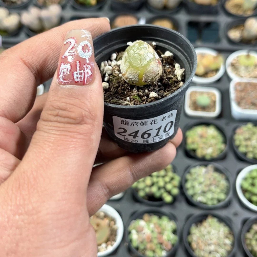 爱**莲24610一物一拍单头发货