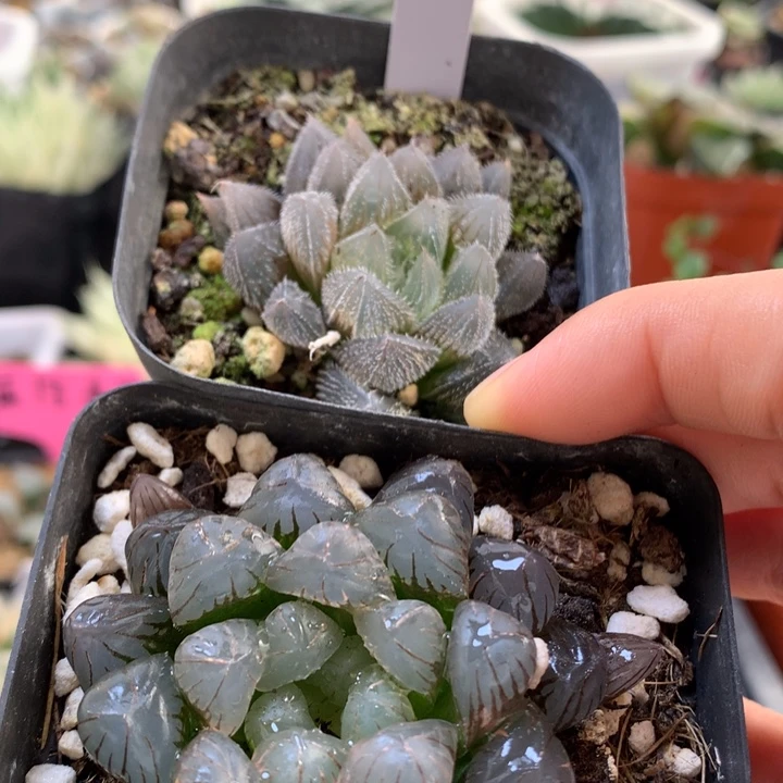 Ob1玉露毛玉露带盆土