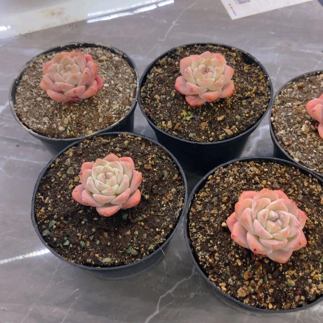 奶油冰玉多肉植物666666