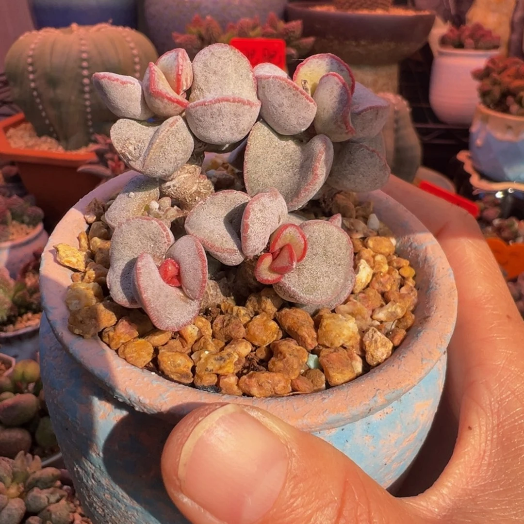 一物一拍，带盆发货