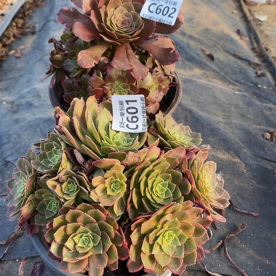 601602烟花多肉法师锦黄金万两多肉