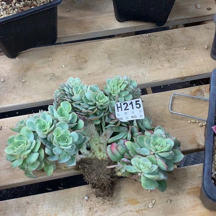 牡丹亭缀化 非偏远38包邮 节后发