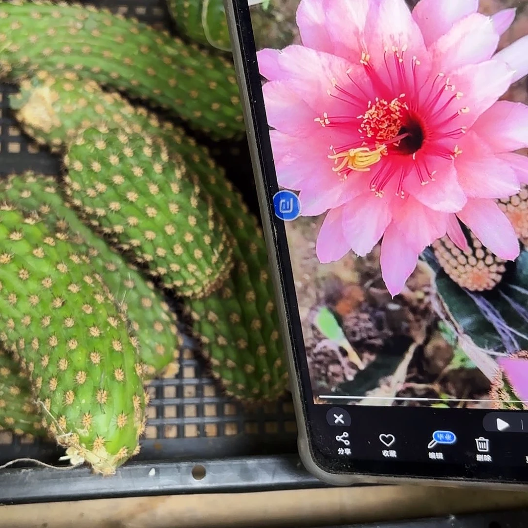 艾维他金妞瑕疵侧牙20包邮23