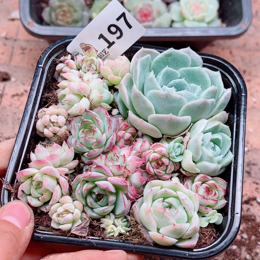 多肉植物多肉植物