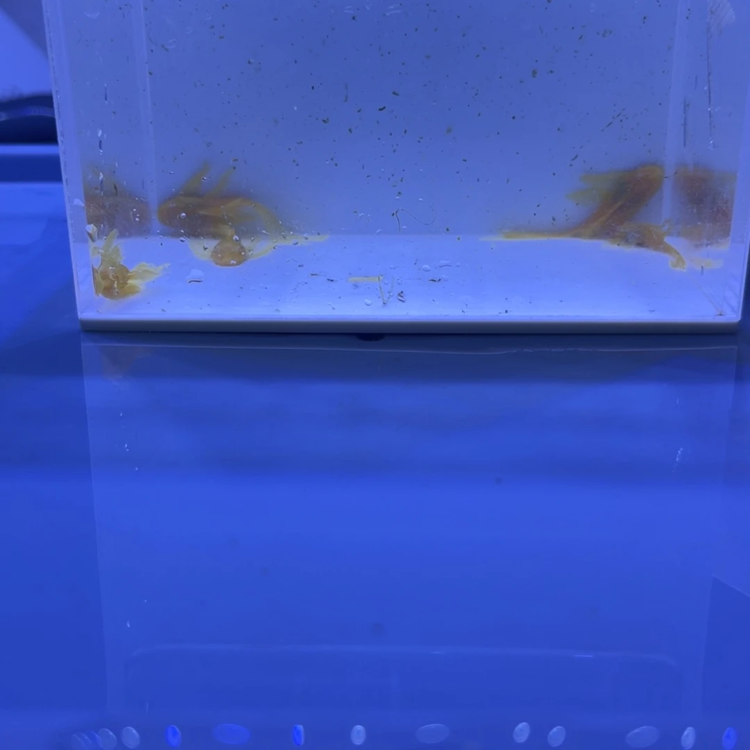 孔雀鱼小帆5条开箱视频报损
