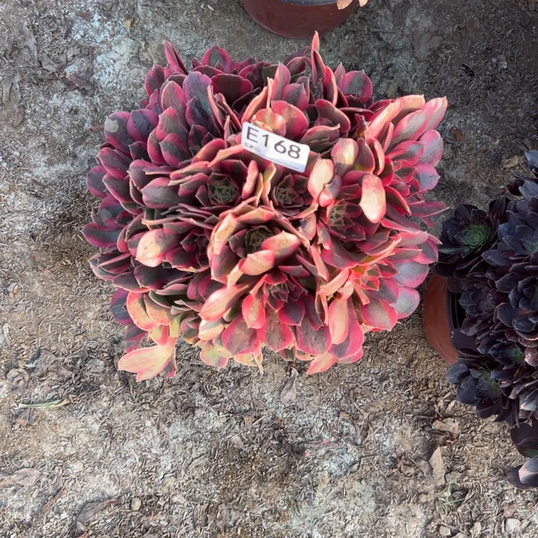 168女妖多肉植物法师