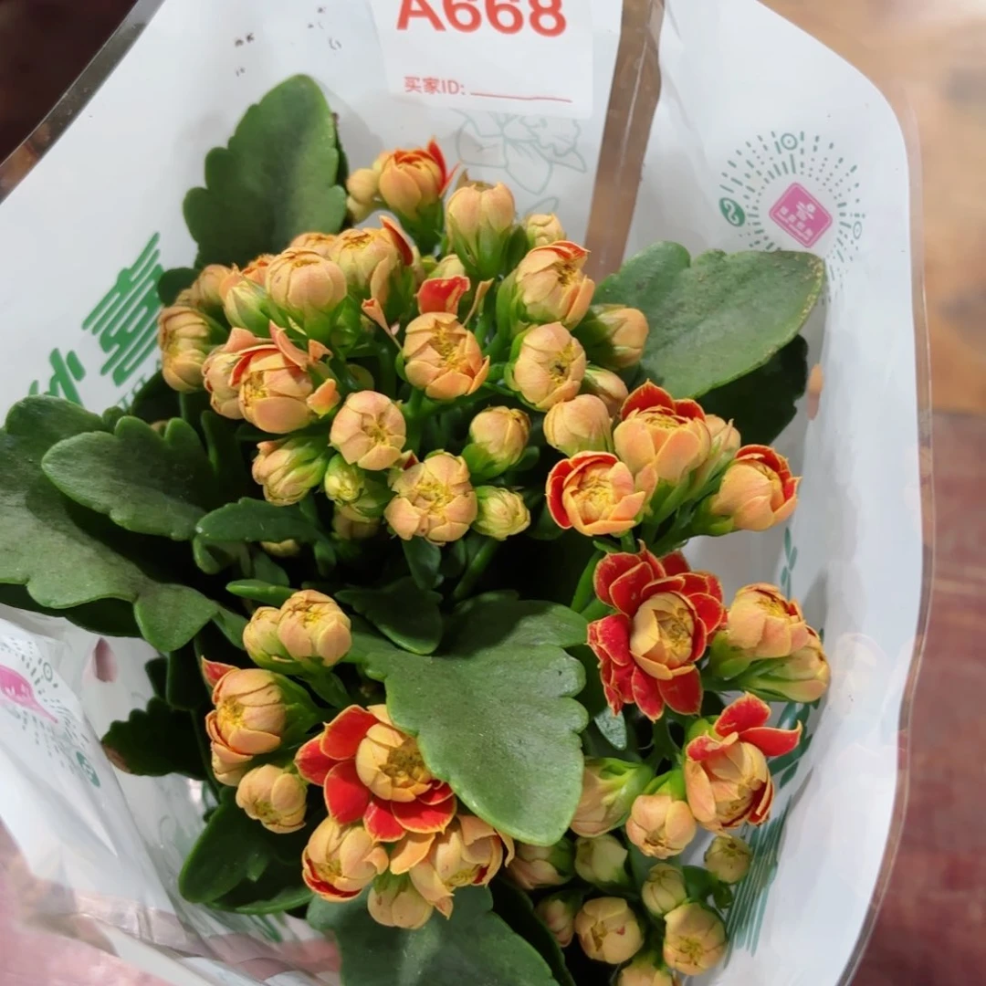 668金狐狸长寿花一颗