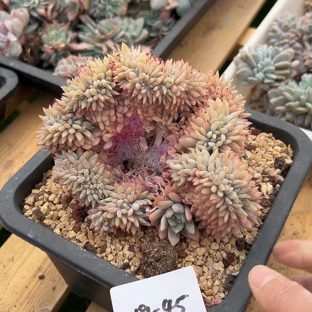 219-45橙子缀多肉