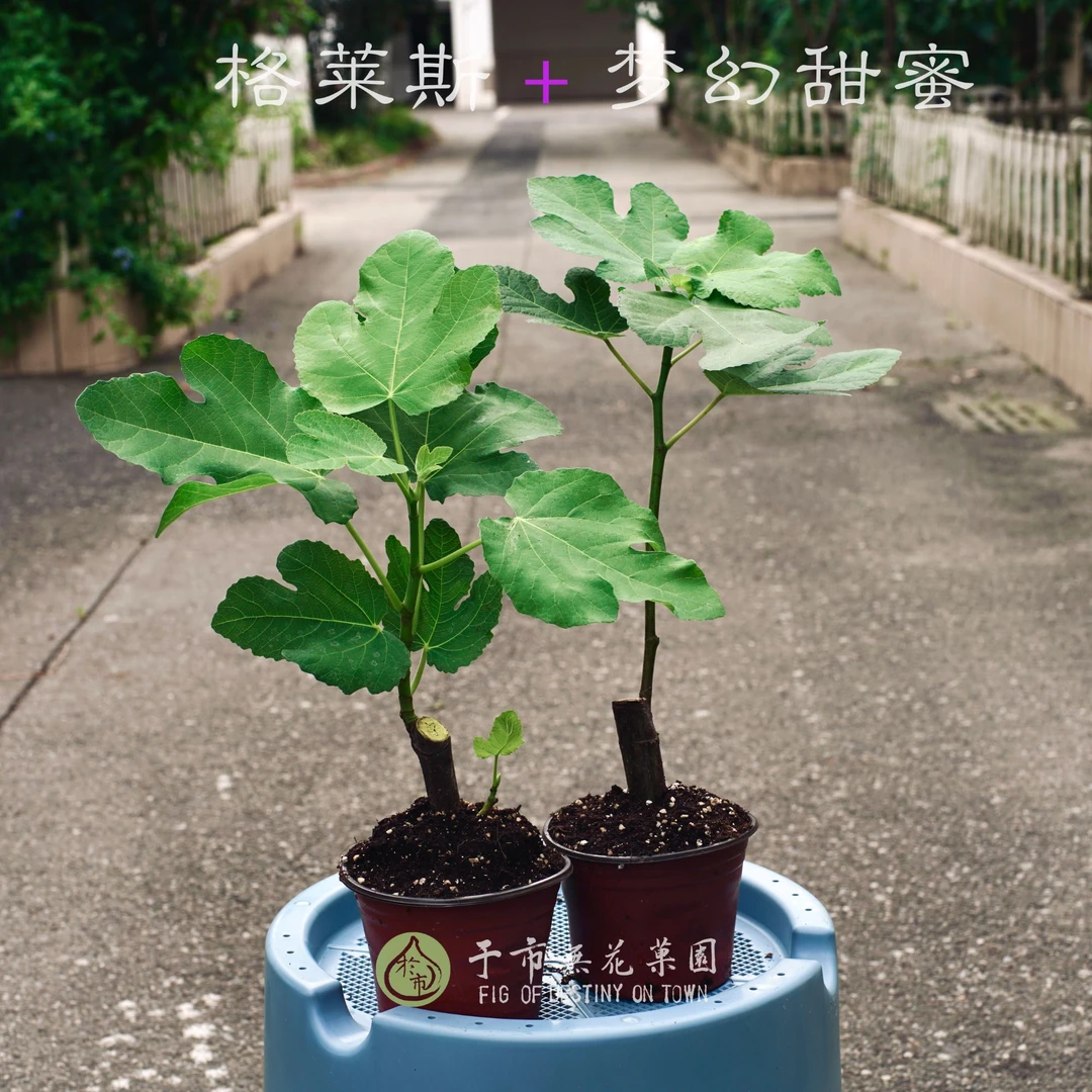 格莱斯+梦幻甜蜜 无花果扦插苗双苗组合（140mm双色盆）