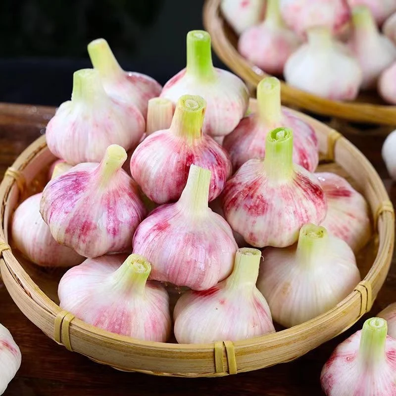 2025新鲜紫皮大蒜湿蒜多瓣蒜可做糖醋蒜调味食材