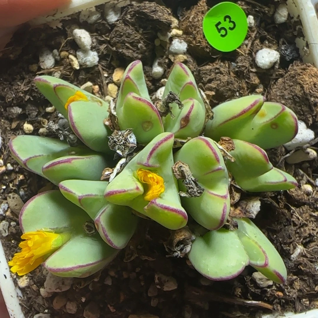 漂漂亮亮多肉植物53
