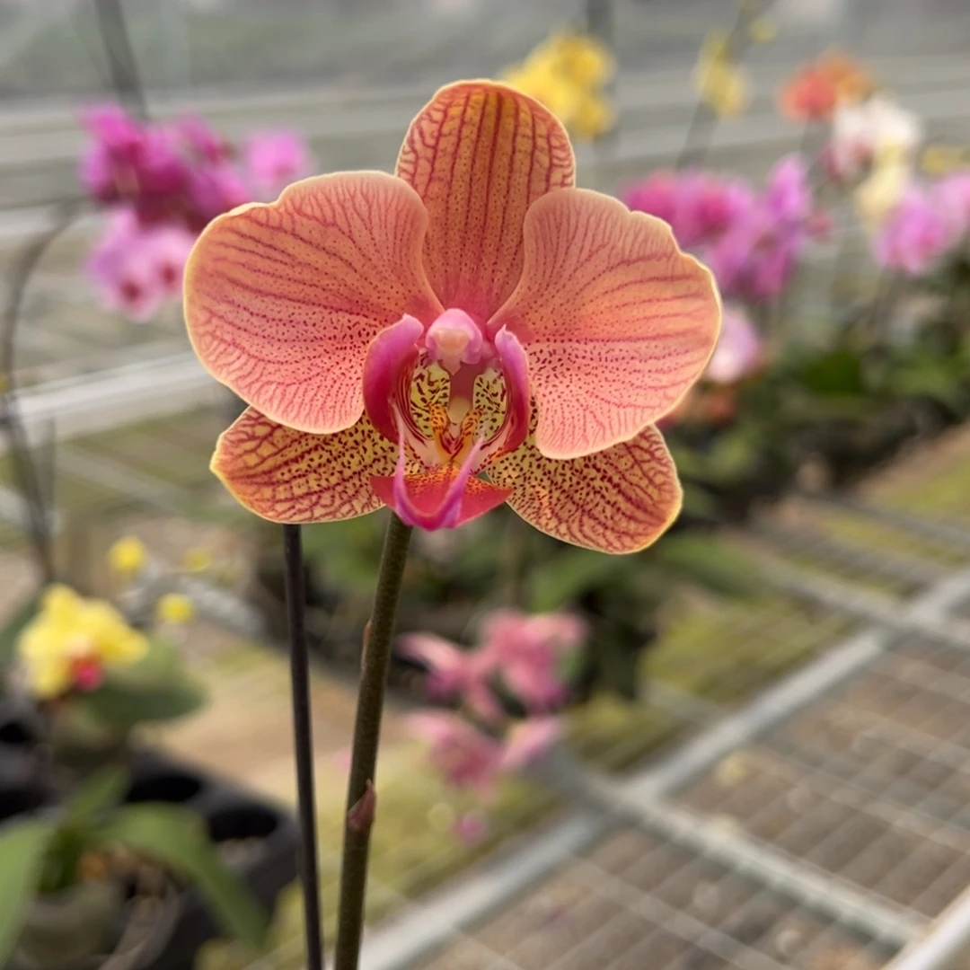 完全开放M743剪梗 迷你小花