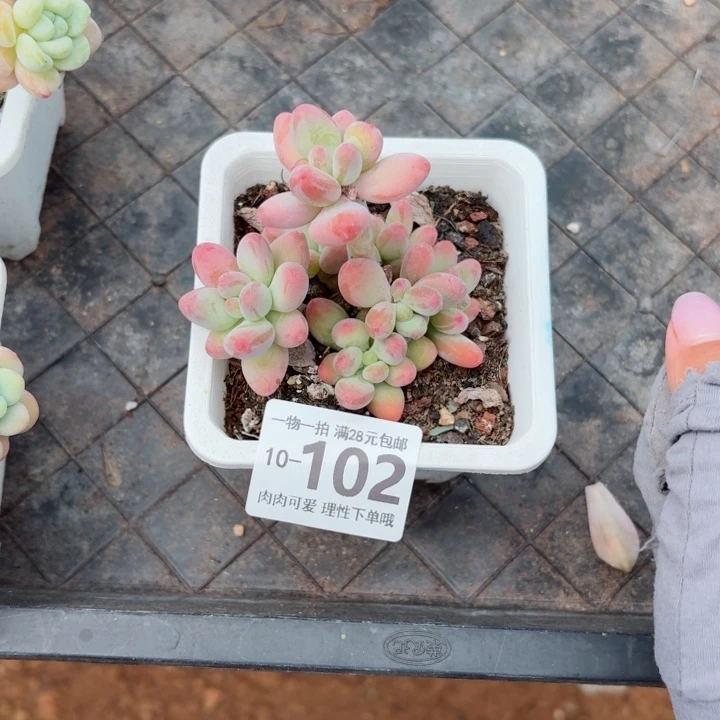 樱花奶多肉无盆土发货无盆