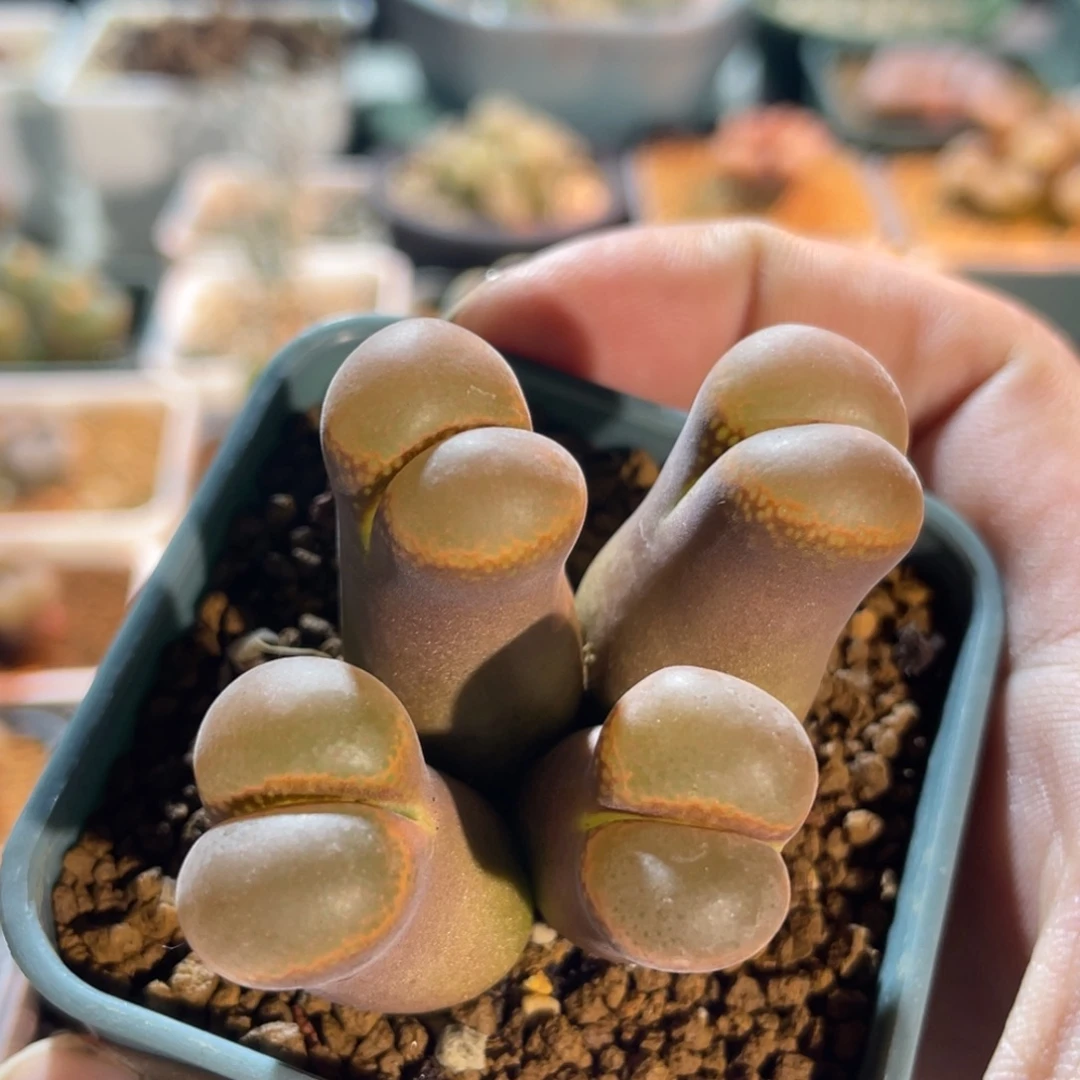 大型红风铃植物一物一拍