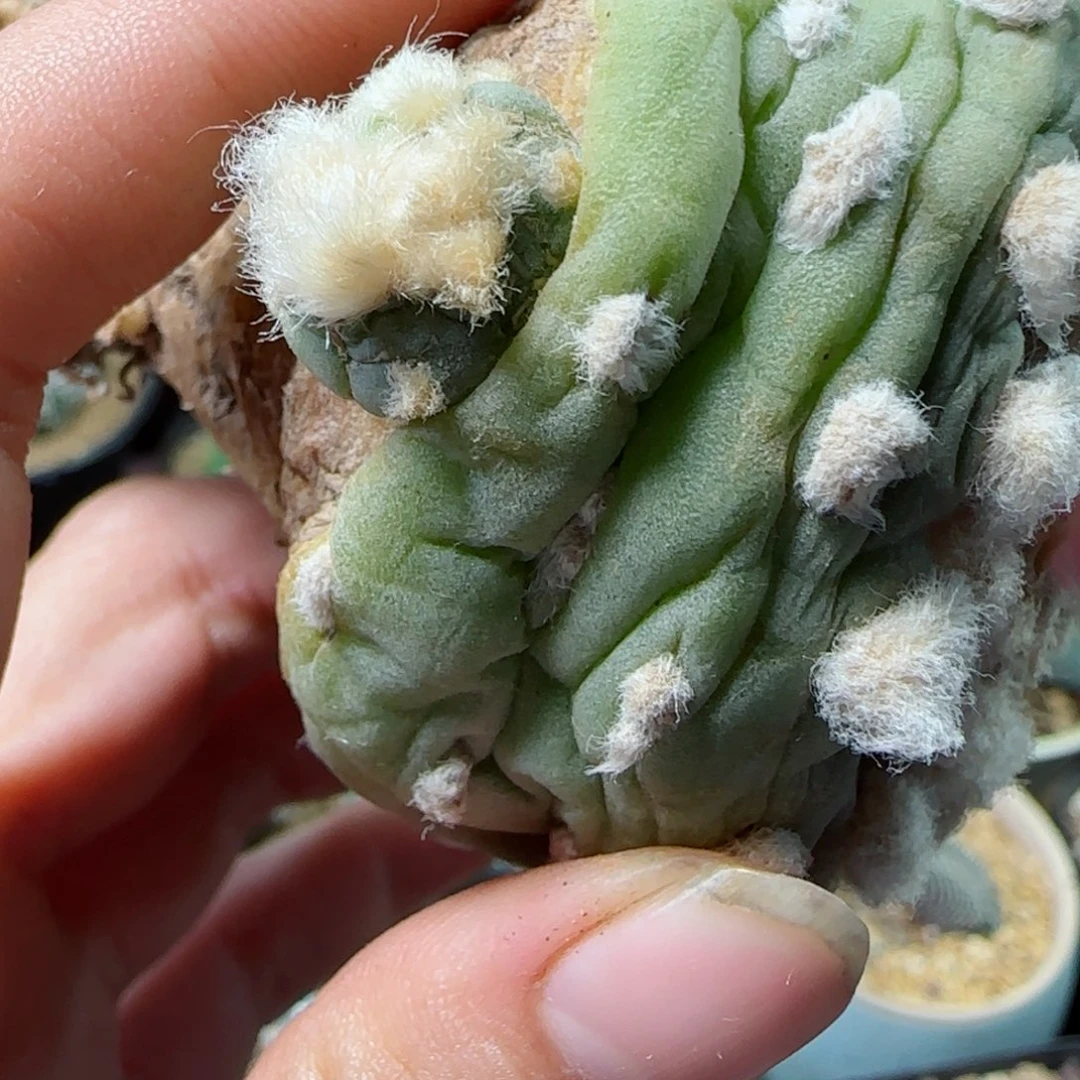 凝*367自根长毛脆多肉