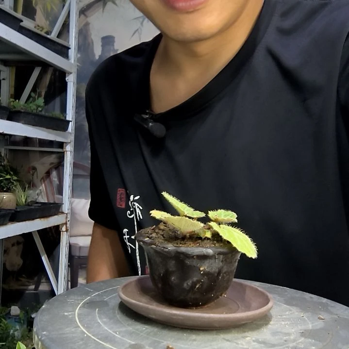 ꧁**꧂中青园艺一物一拍154