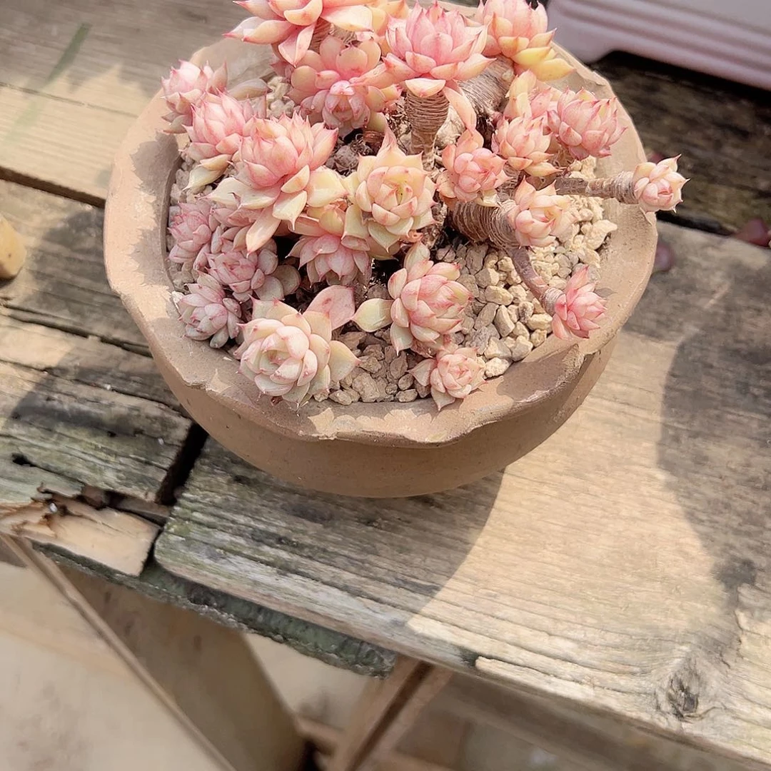 ?****妹笨吧多肉植物脱土
