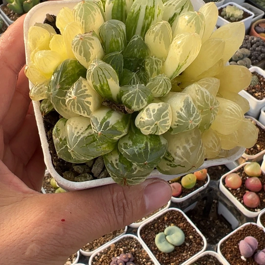 苏州玉露多肉植物百科6