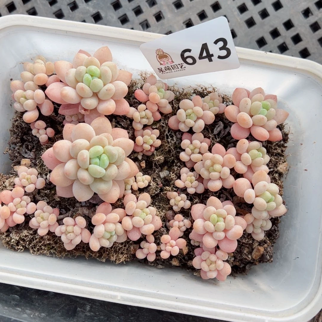 多肉植物多肉植物