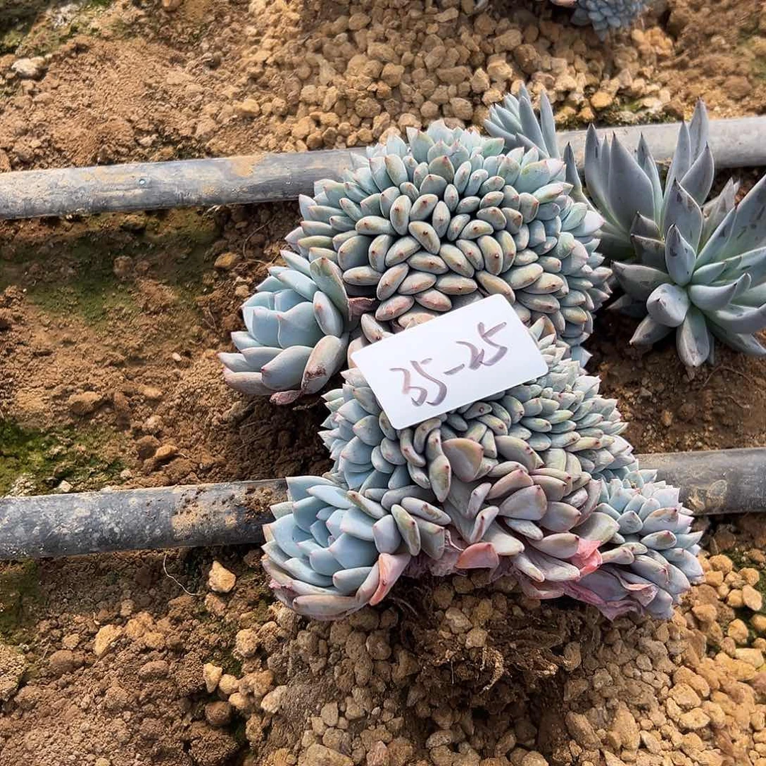 叮*35-25橙子缀组合2颗多肉