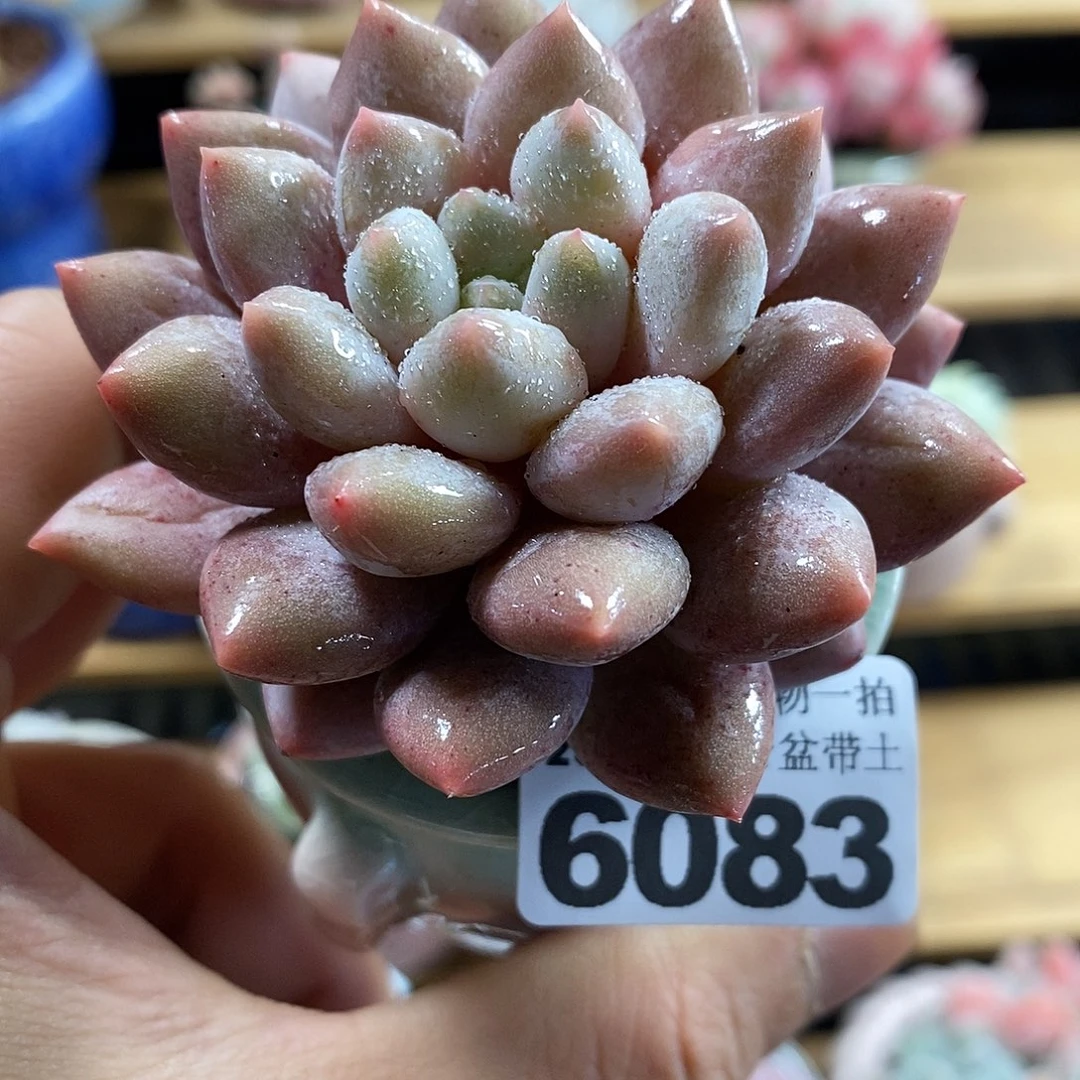 精控多肉植物6083