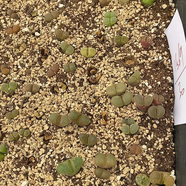 1569编号混风铃一筐