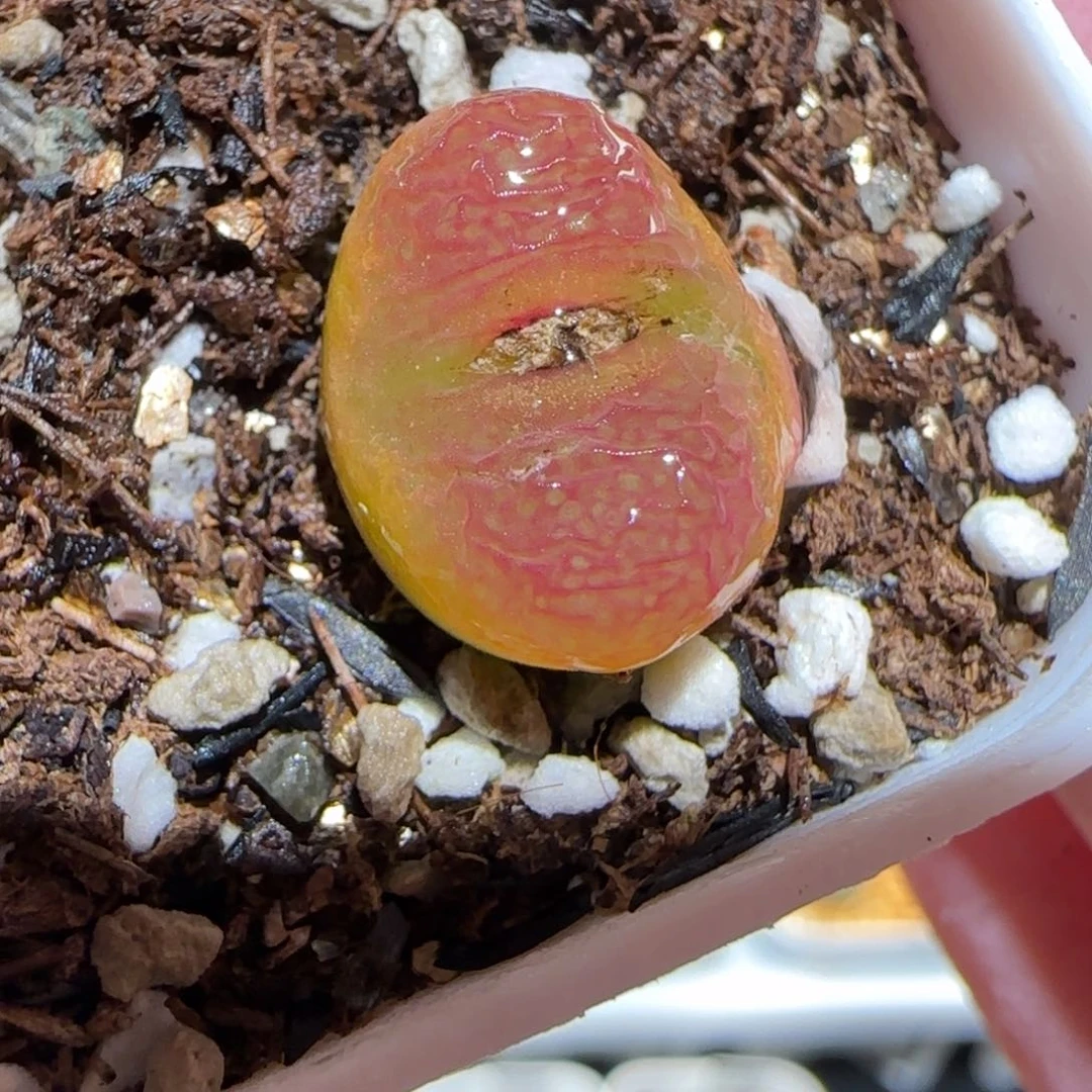 肉锥多肉植物百科-36